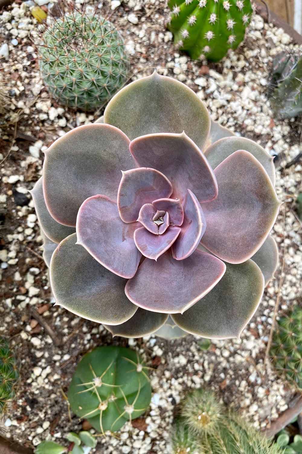 A close up top down image of echeveria 'Perle von Nurnberg' growing with a selection of cacti.