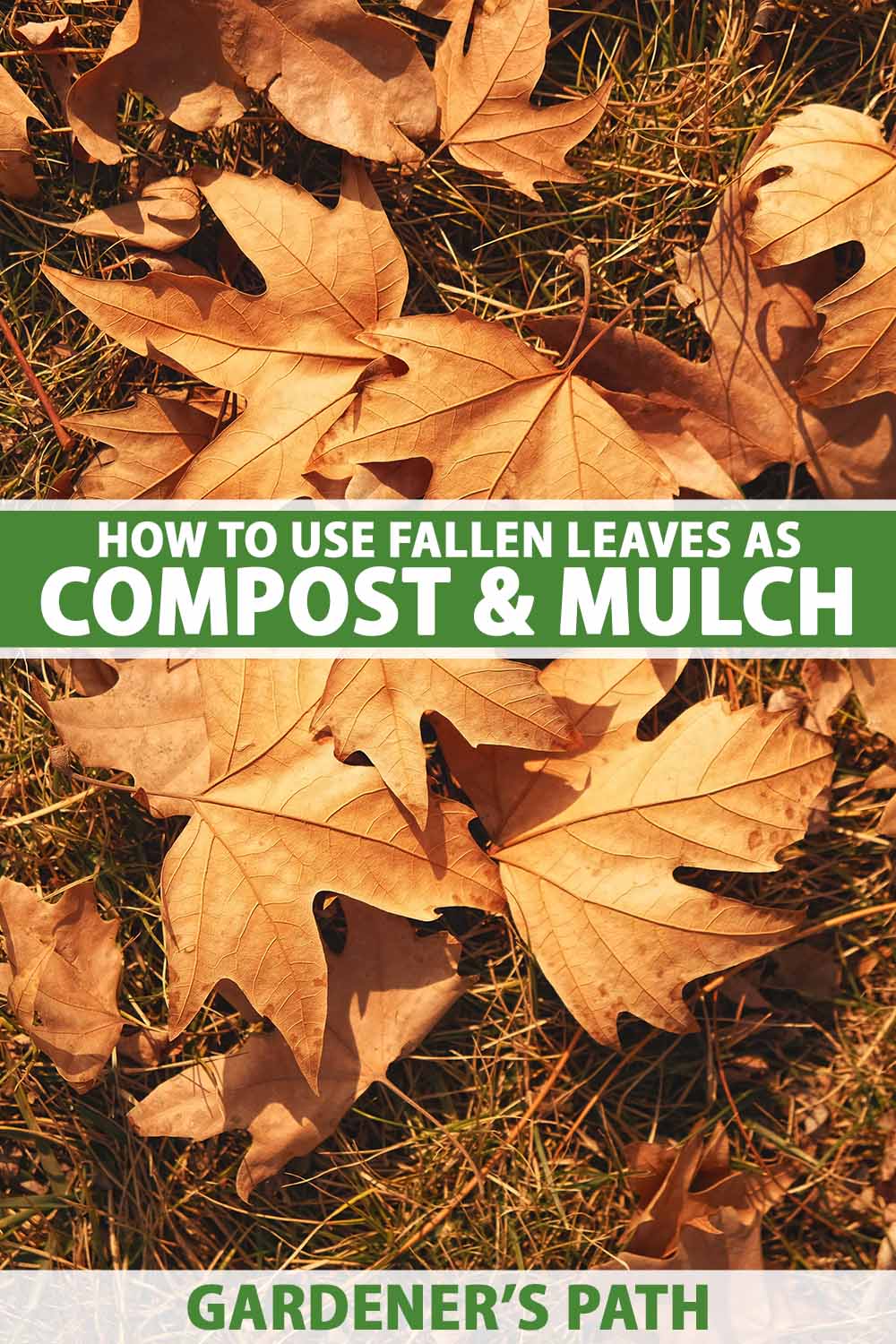 A close up vertical image of fallen maple leaves on the ground in autumn. To the center and bottom of the frame is green and white printed text.