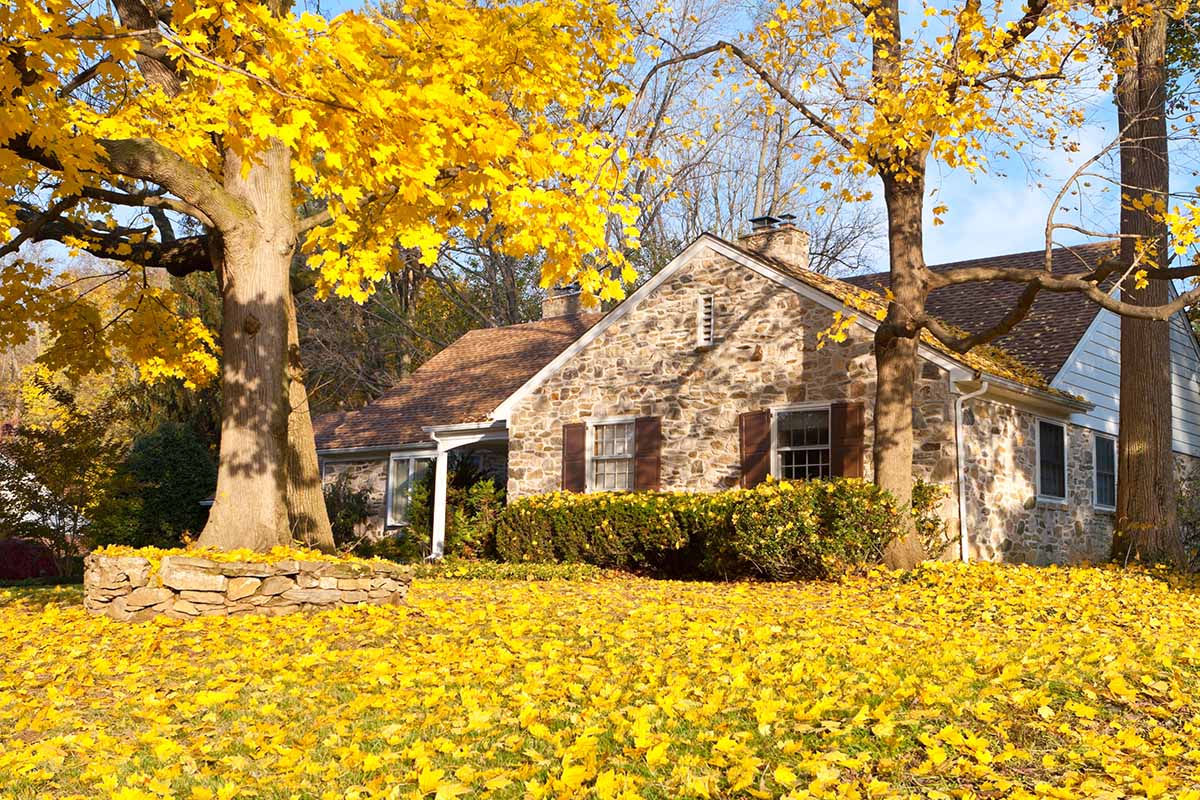 A horizontal image of a house in the fall, with yellow leaves all over the lawn, pictured in bright sunshine.
