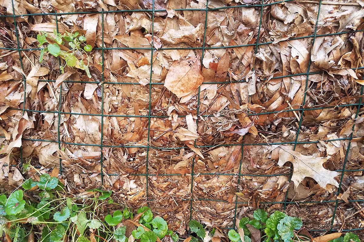 A close up horizontal image of a compost pile with dried autumn leaves behind a wire fence.