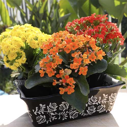 A close up square image of kalanchoe plants in full bloom growing in a ceramic pot.
