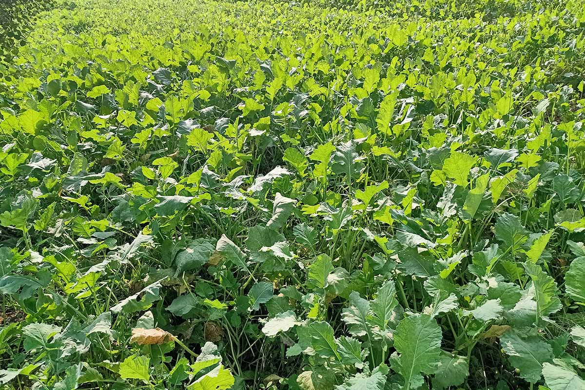 A close up horizontal image of fodder radish growing as a cover crop.