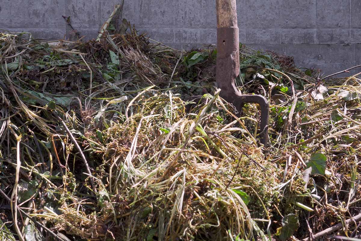 A close up horizontal image of a garden fork stuck in a compost pile to turn over the greens, with a concrete wall in the background.