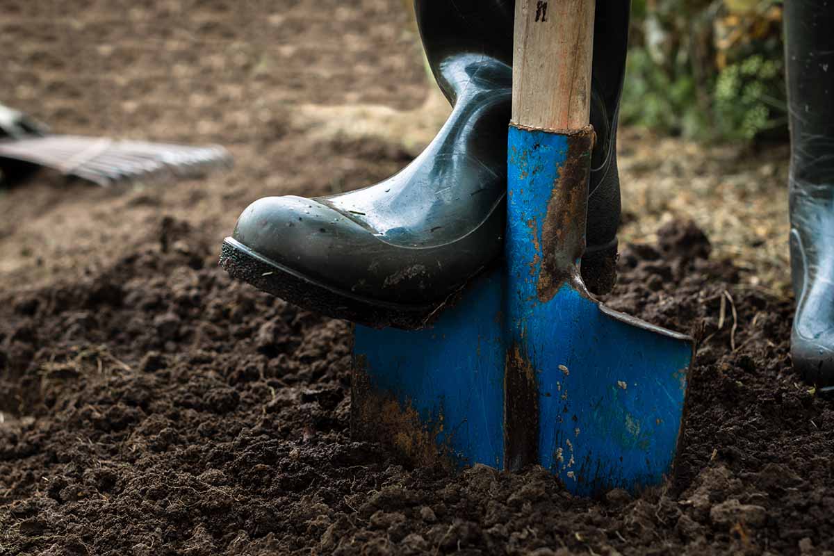 A close up of a boot pushing a blue spade into soil.