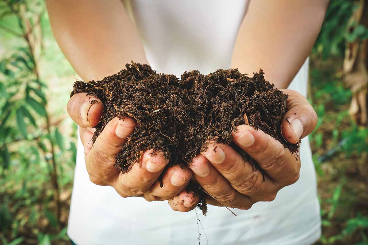 A close up of two hands holding a handful of leaf mold with a garden scene in soft focus in the background.
