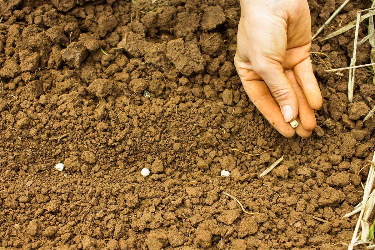 A close up of a hand on the right of the frame, planting seeds into coarse brown soil. The hand is holding one seed, and three have already been sown. The background is brown soil.