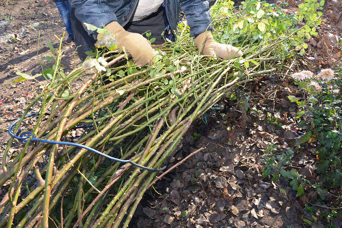 A close up horizontal image of a gardener wearing gloves binding a climbing rose and placing it in a trench for protection during the winter months.
