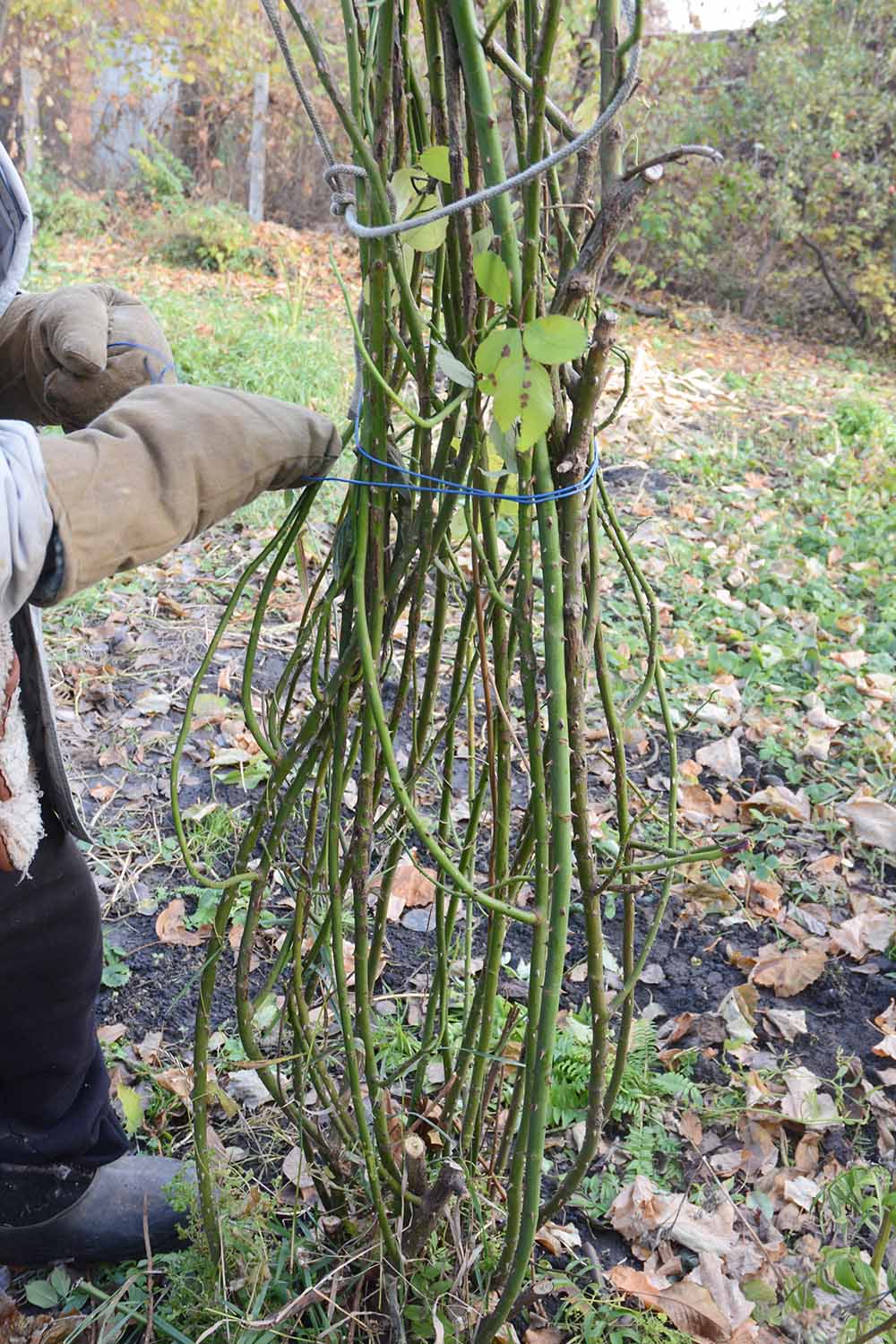 A close up vertical image of a gardener wearing gloves on the left of the frame tying up the canes of a climbing rose in preparation for winter.