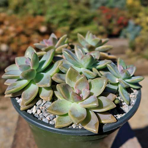 A close up square image of a ghost plant growing in a pot outdoors in sunshine.