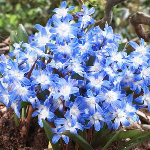 A close up square image of blue and white glory of the snow flowers growing in the garden.