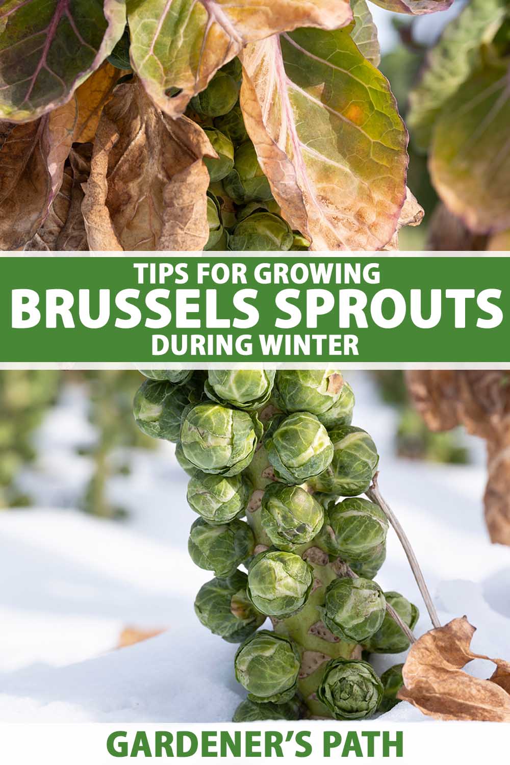 A close up vertical image of a stalk of brussels sprouts ready for harvest growing in the snow. To the center and bottom of the frame is green and white printed text.