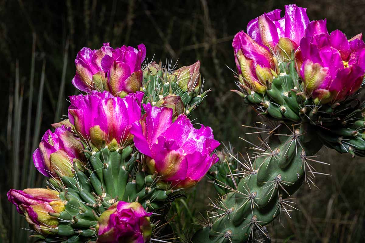 A close up horizontal image of a cholla cactus in full bloom with deep pink flowers.