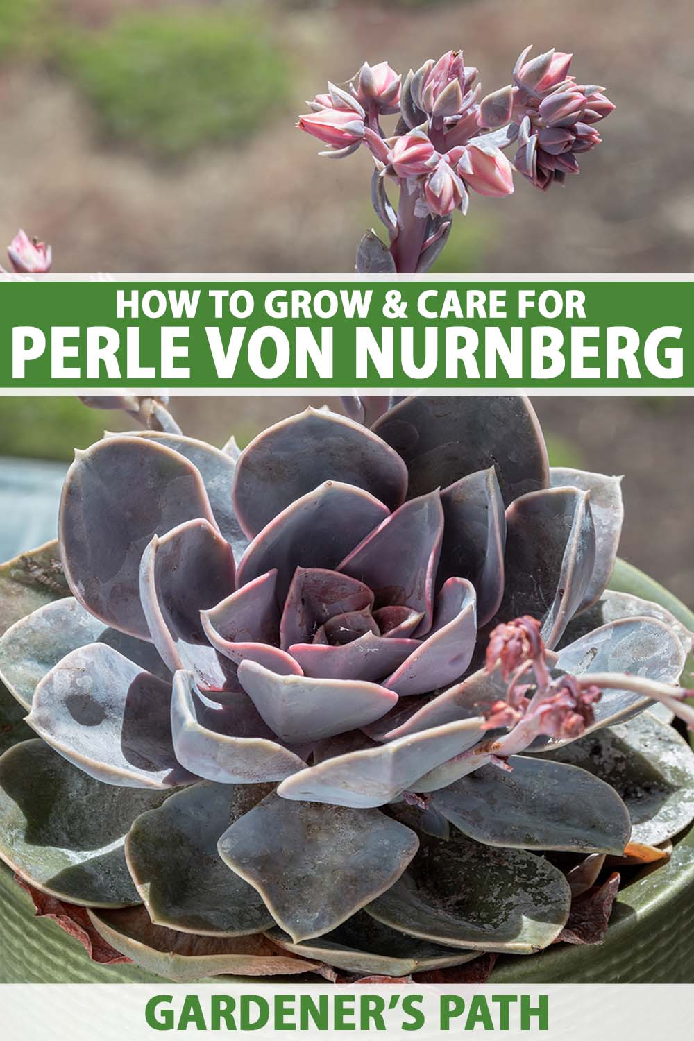 A close up vertical image of echeveria 'Perle von Nurnberg' in bloom growing in a small pot set in bright sunshine. To the top and bottom of the frame is green and white printed text.