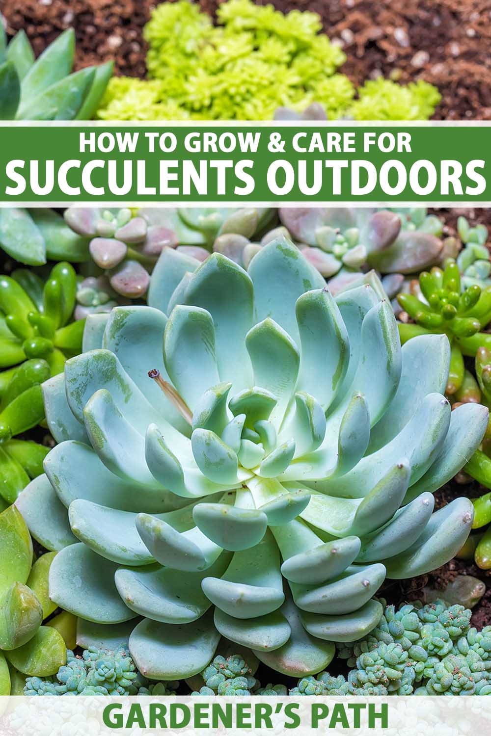 A close up vertical image of a selection of succulents growing outdoors in the garden. To the top and bottom of the frame is green and white printed text.