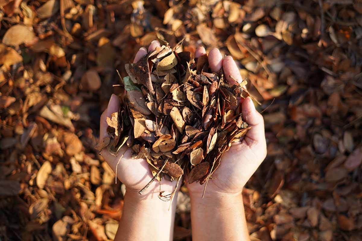 A close up horizontal image of two hands scooping up dried autumn leaves pictured in light sunshine.