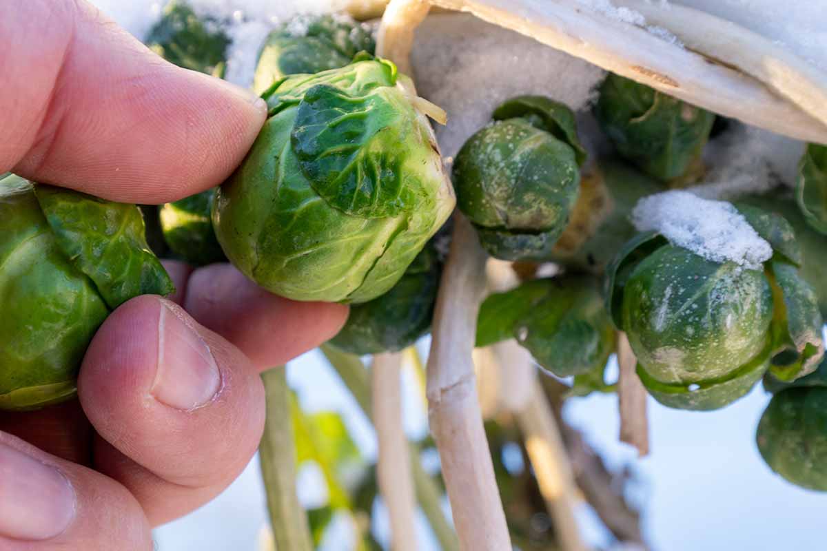 A close up horizontal image of a hand from the left of the frame harvesting brussels sprouts in winter.