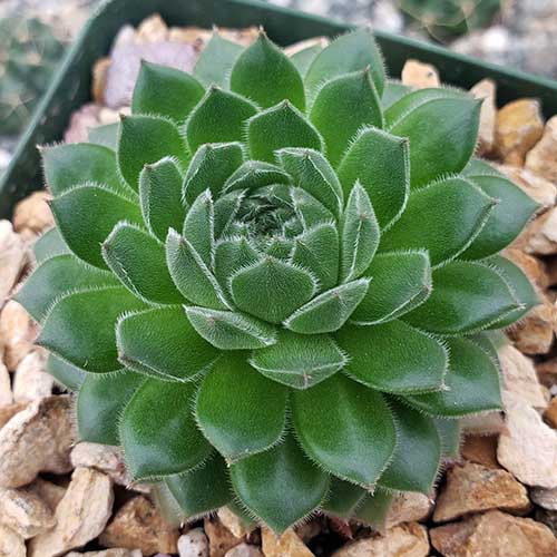 A close up square image of a hens and chicks growing in a small pot.