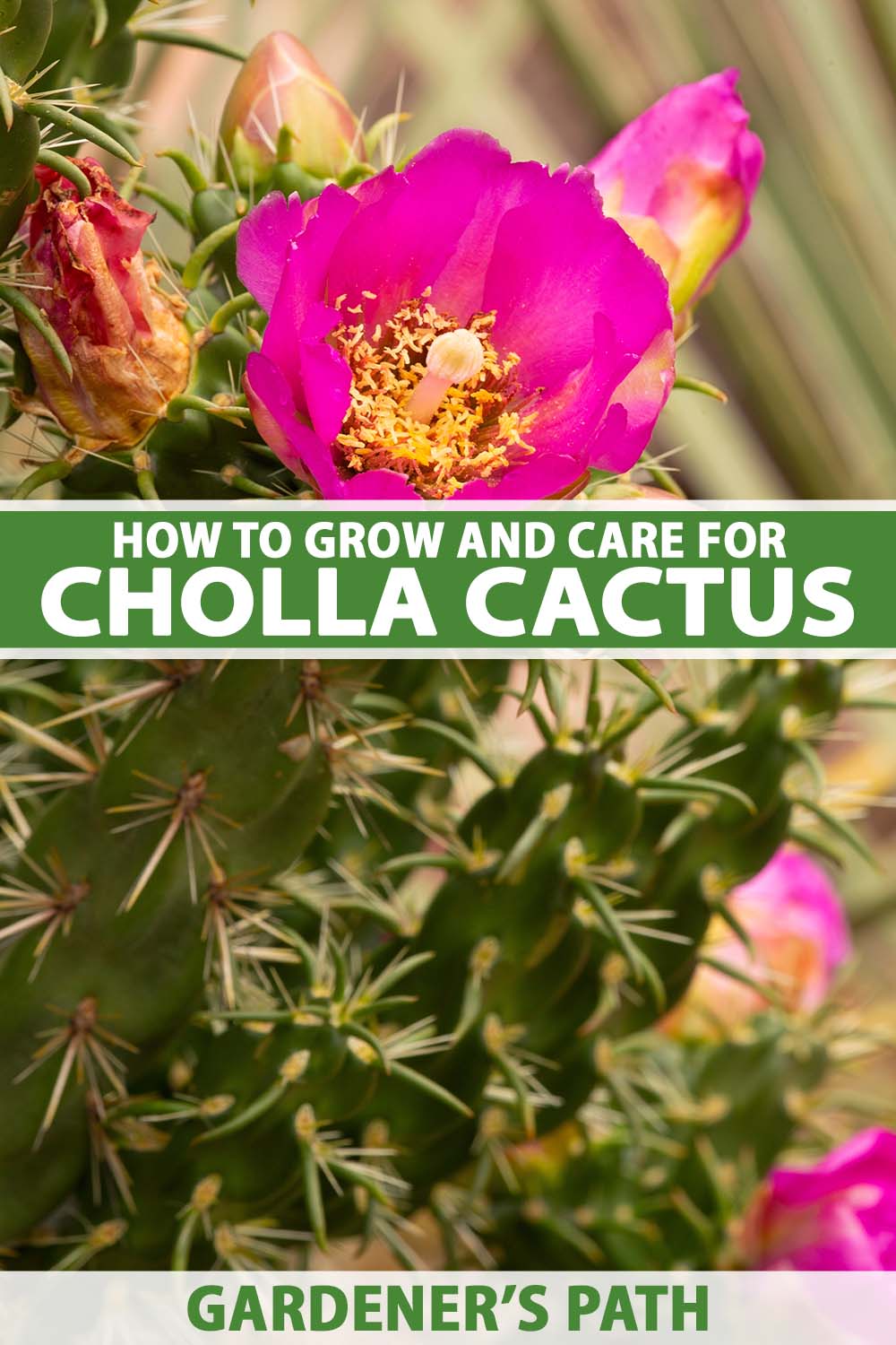 A close up vertical image of the spiny stems and bright pink flowers of cholla cactus growing wild. To the center and bottom of the frame is green and white printed text.