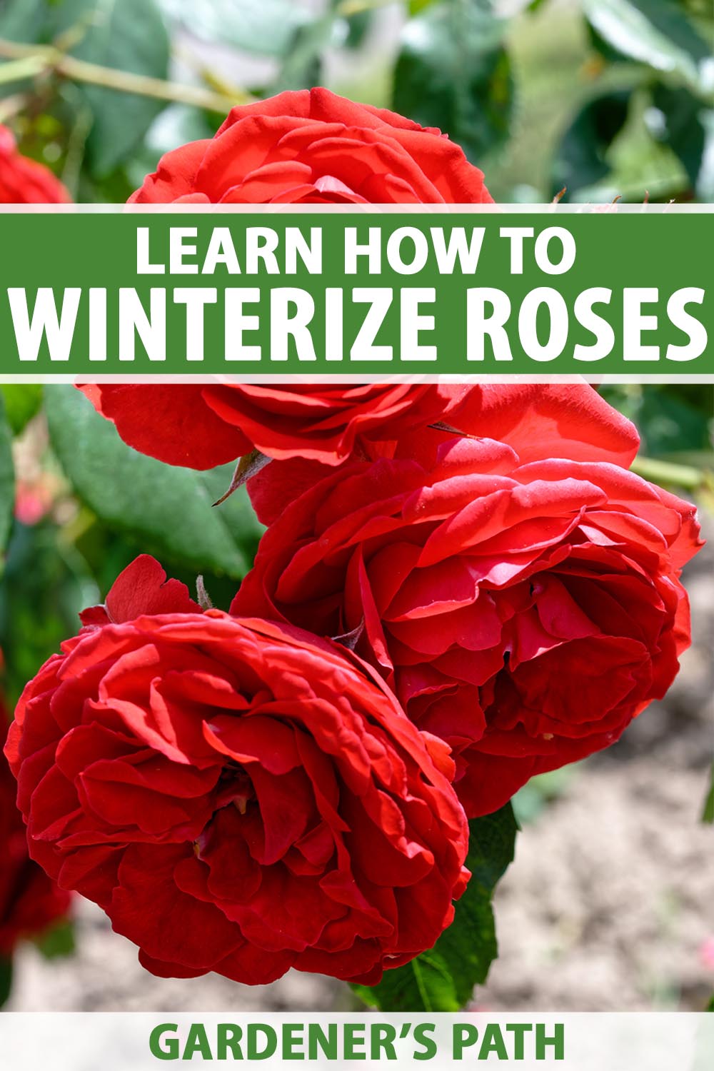 A close up vertical image of bright red roses growing in the garden pictured on a soft focus background. To the top and bottom of the frame is green and white printed text.
