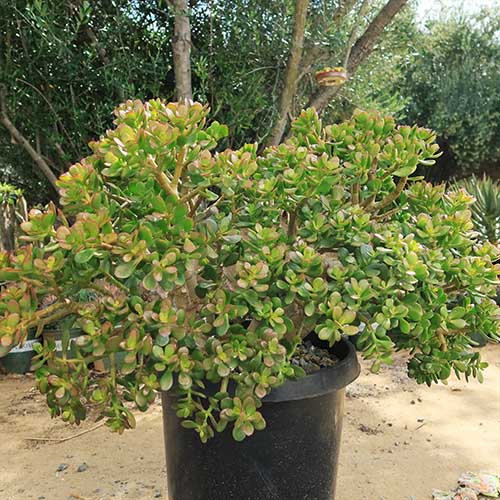 A close up square image of a large jade plant in a black plastic pot outside.
