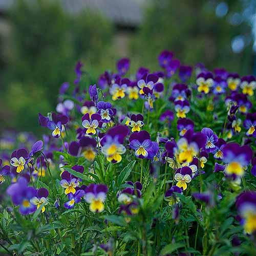 A close up square image of Johnny jump ups growing in the garden.