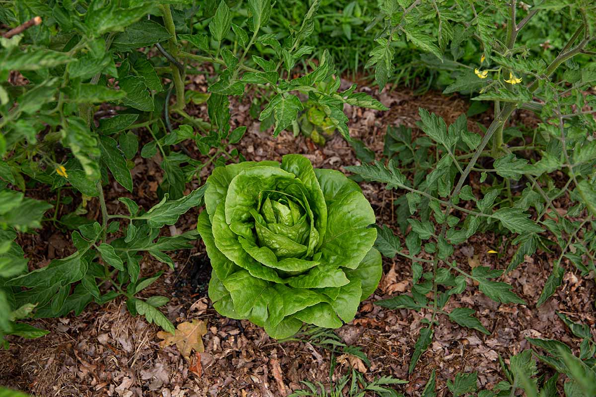 A close up horizontal image of a lettuce plant surrounded by tomato plants and leaf mulch on the ground.