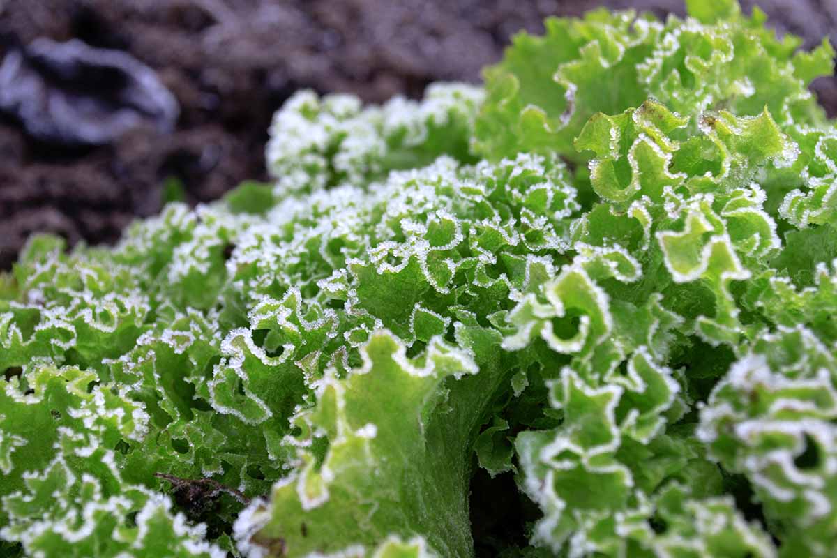 Young bright green curly leaves with light frost on the ends, with soft focus dark soil in the background.