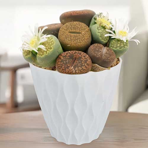 A close up square image of lithops living stones growing in a small white ceramic pot.