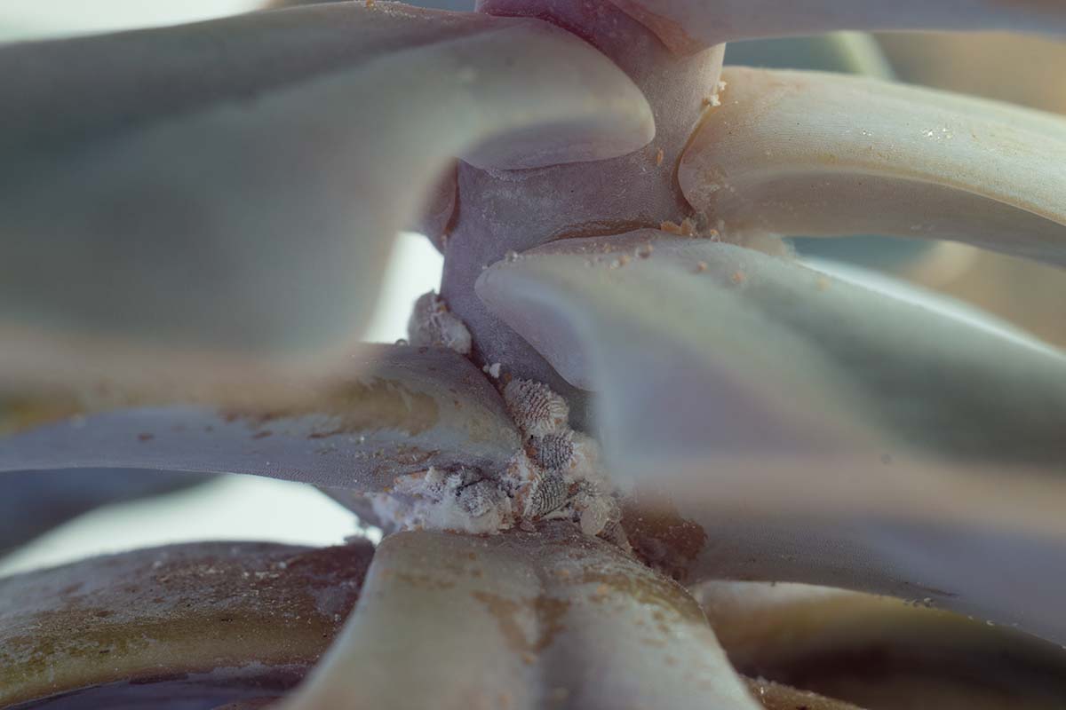A close up horizontal image of a succulent infested with mealybugs.