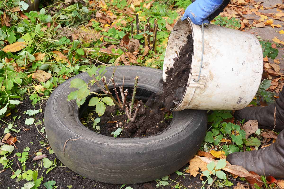 A close up horizontal image of a tire placed around a shrub and filled with soil to provide protection from cold weather during the winter months.