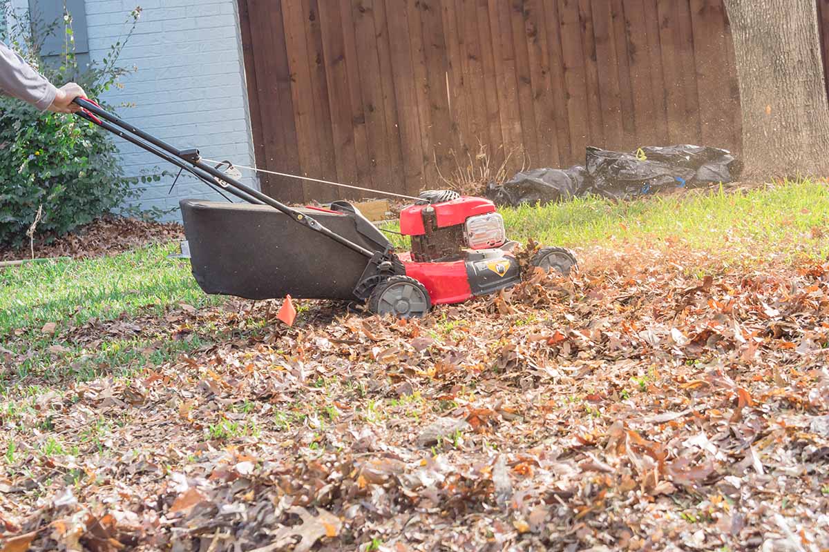 A horizontal image of a lawnmower shredding fallen leaves in the autumn garden with a wooden fence in soft focus in the background.