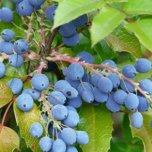 A close up square image of Oregon grape berries growing in the garden.