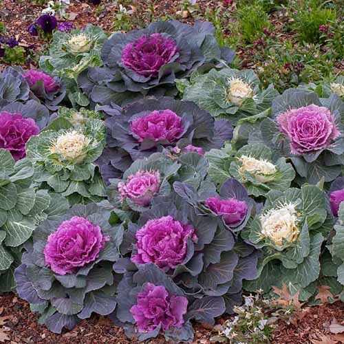 A close up square image of ornamental kale growing in the garden.