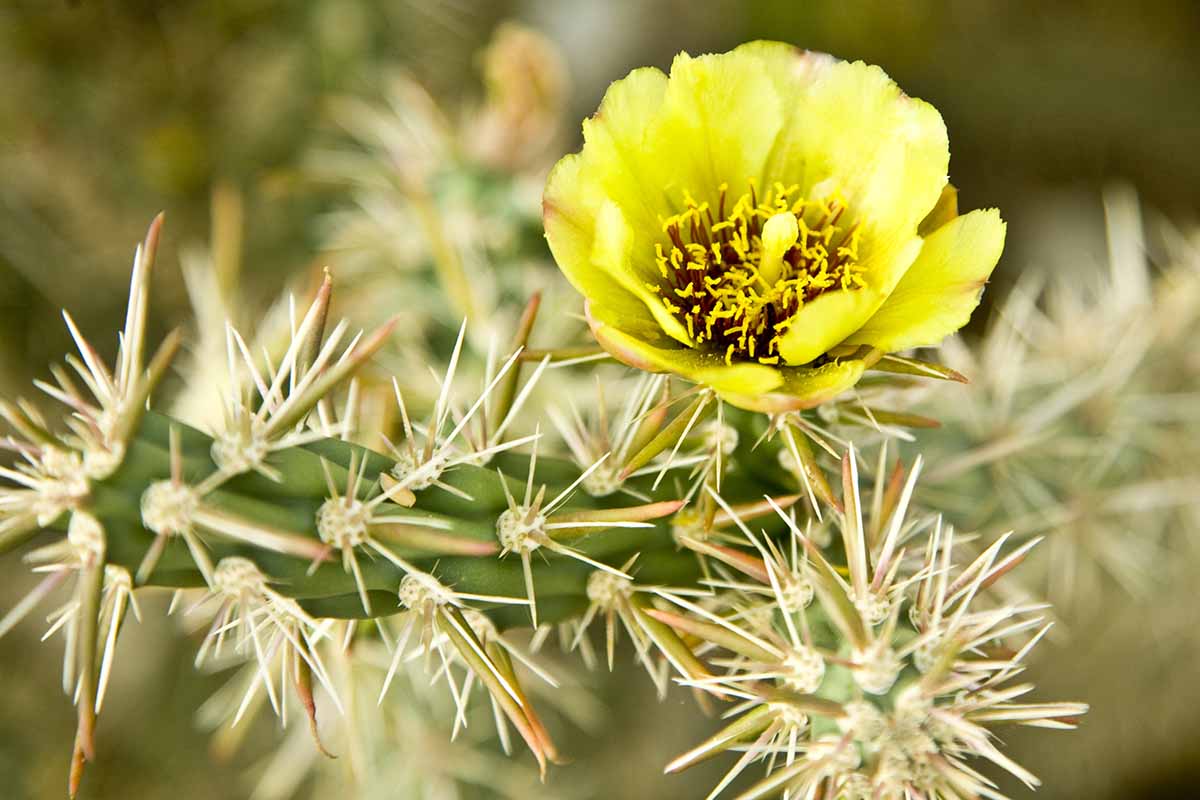 A close up horizontal image of the yellow flower of an Arizona pencil cholla pictured on a soft focus background.