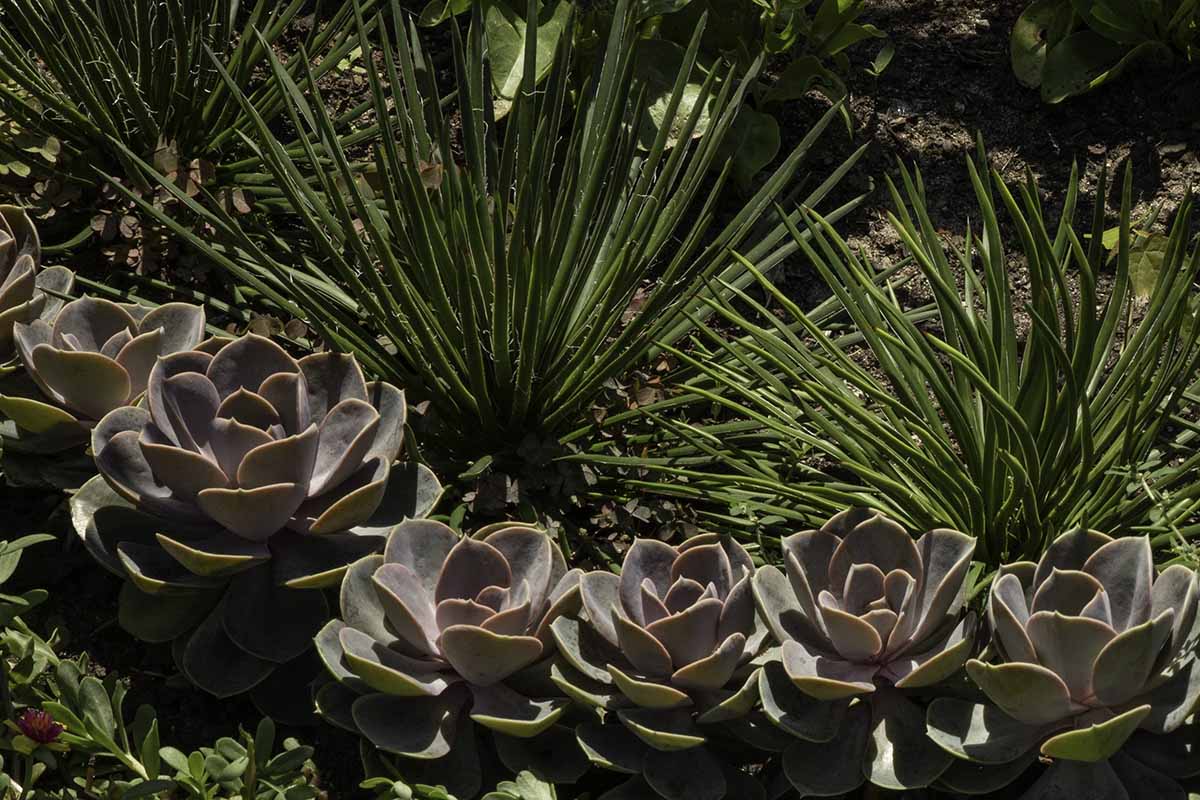 A close up horizontal image of echeveria 'Perle von Nurnberg' growing in a mixed succulent garden.
