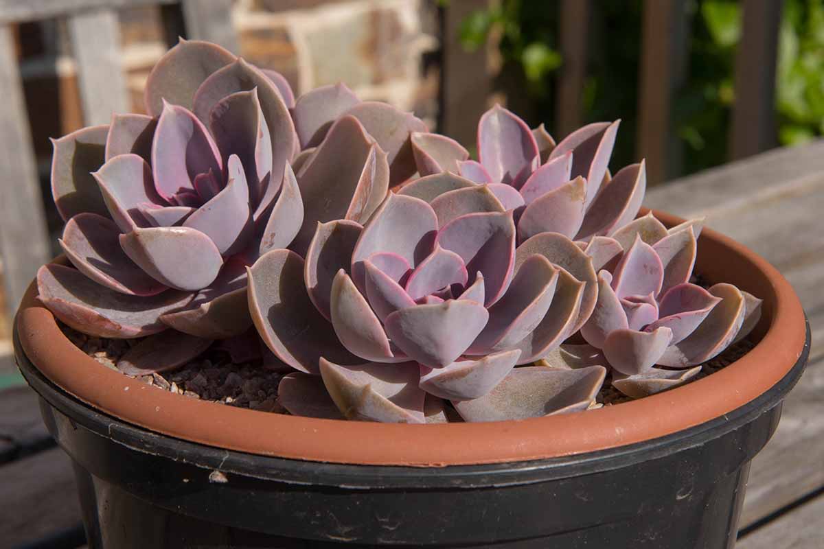 A close up horizontal image of 'Perle von Nurnberg' growing in a pot on a wooden deck pictured in light sunshine.