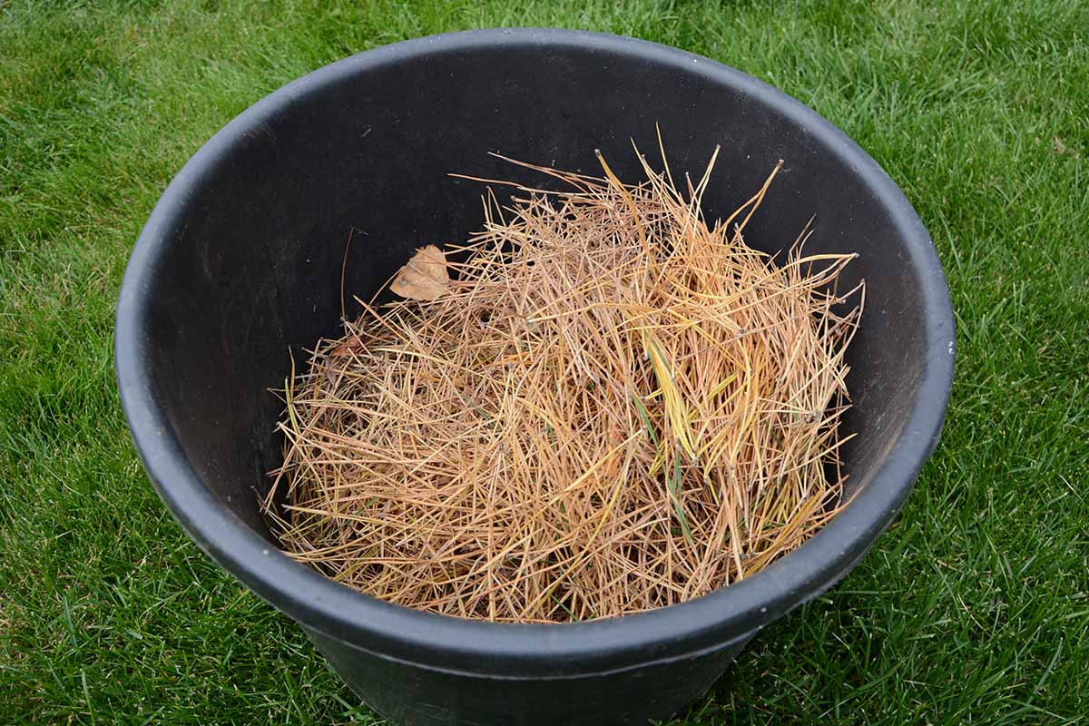 A close up horizontal image of a black bucket containing straw set on a lawn.