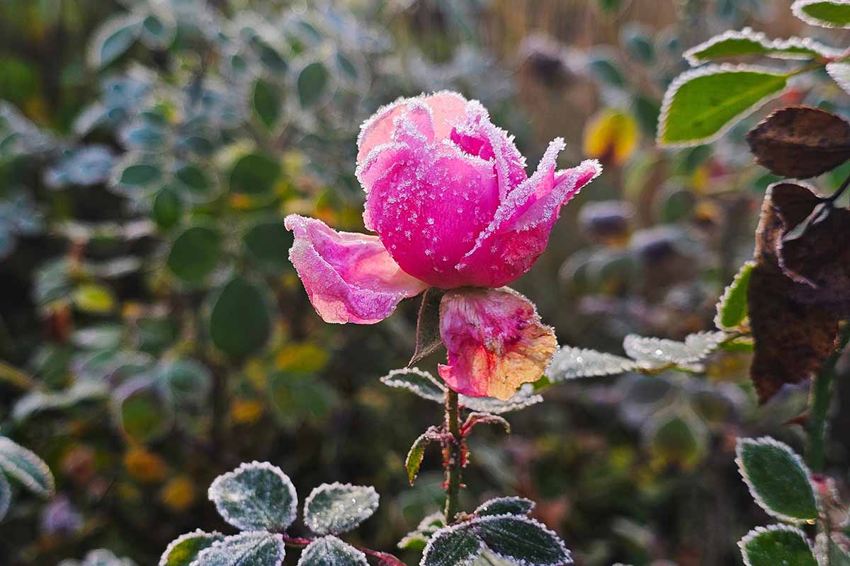 A close up horizontal image of a pink rose in a frosty garden in winter.