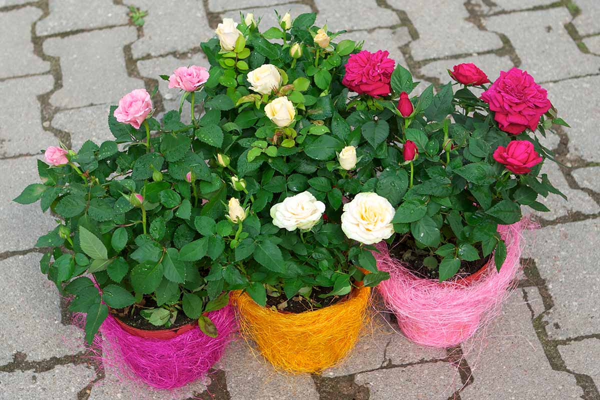 A close up horizontal image of three decorative pots with pink and white flowers set on a tiled surface.