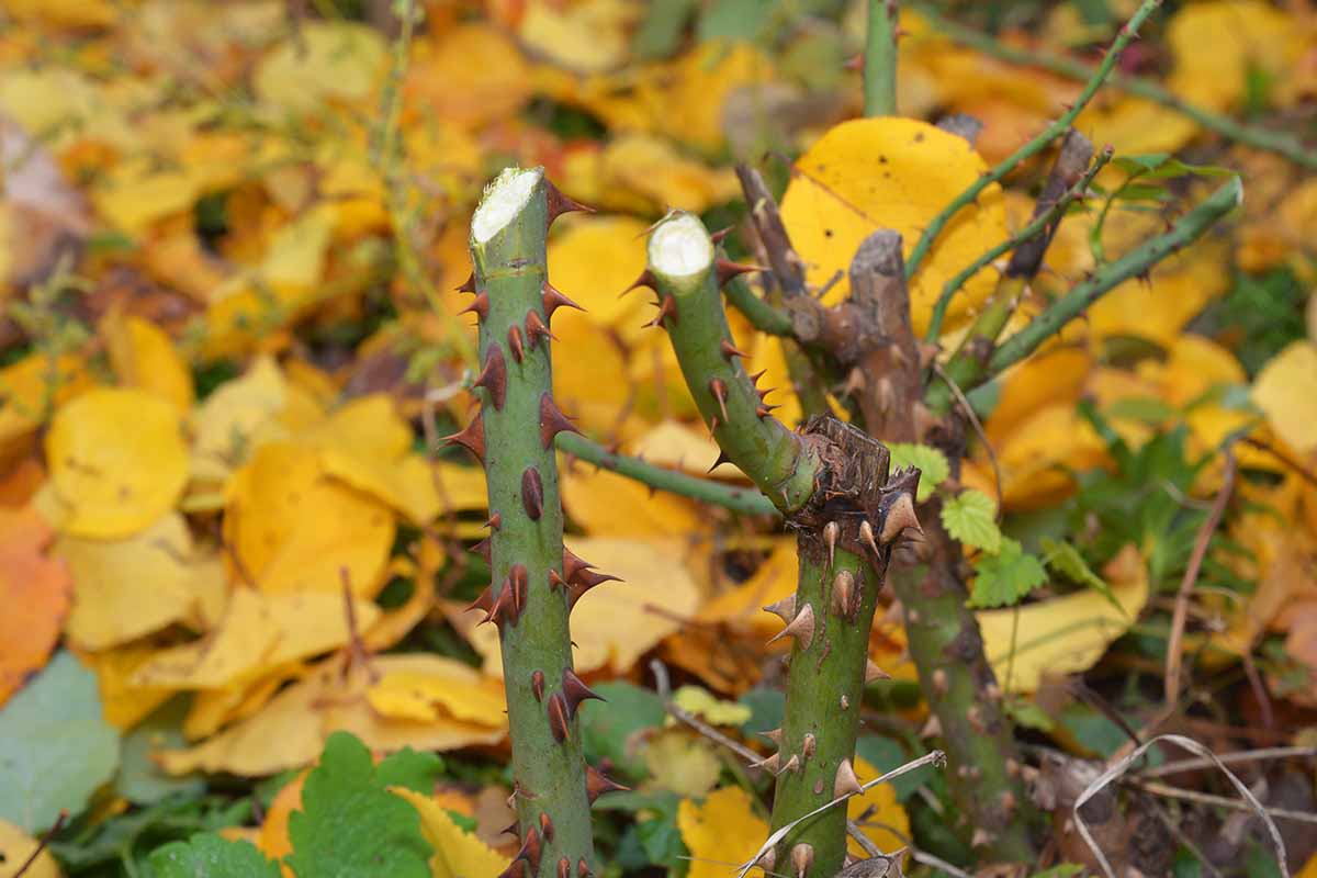A close up horizontal image of a thorny bush that has been pruned for the winter months surrounded by fallen autumn leaves.