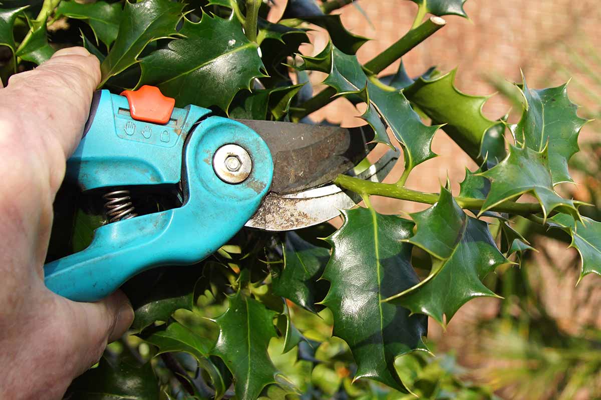 A close up horizontal image of a hand from the left of the frame holding pair of pruning shears trimming an evergreen holly shrub.