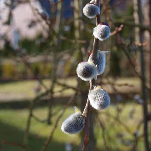 A close up square image of pussy willow growing in the winter garden.