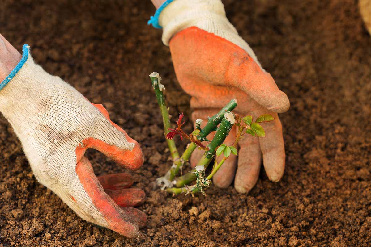 A close up horizontal image of two gloved hands from the left of the frame planting a small plant in rich soil in the garden.
