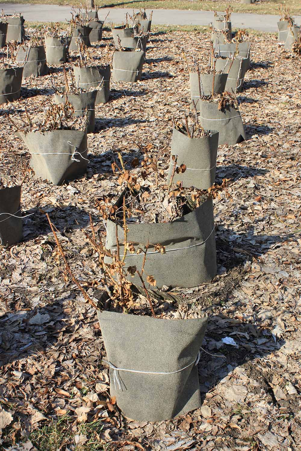 A vertical image of rows of plants with collars around them to hold in mulching material for winter protection pictured in light autumn sunshine.