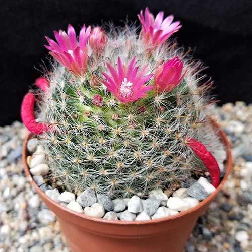 A close up square image of Mammillaria 'Roseiflora' growing in a small pot.