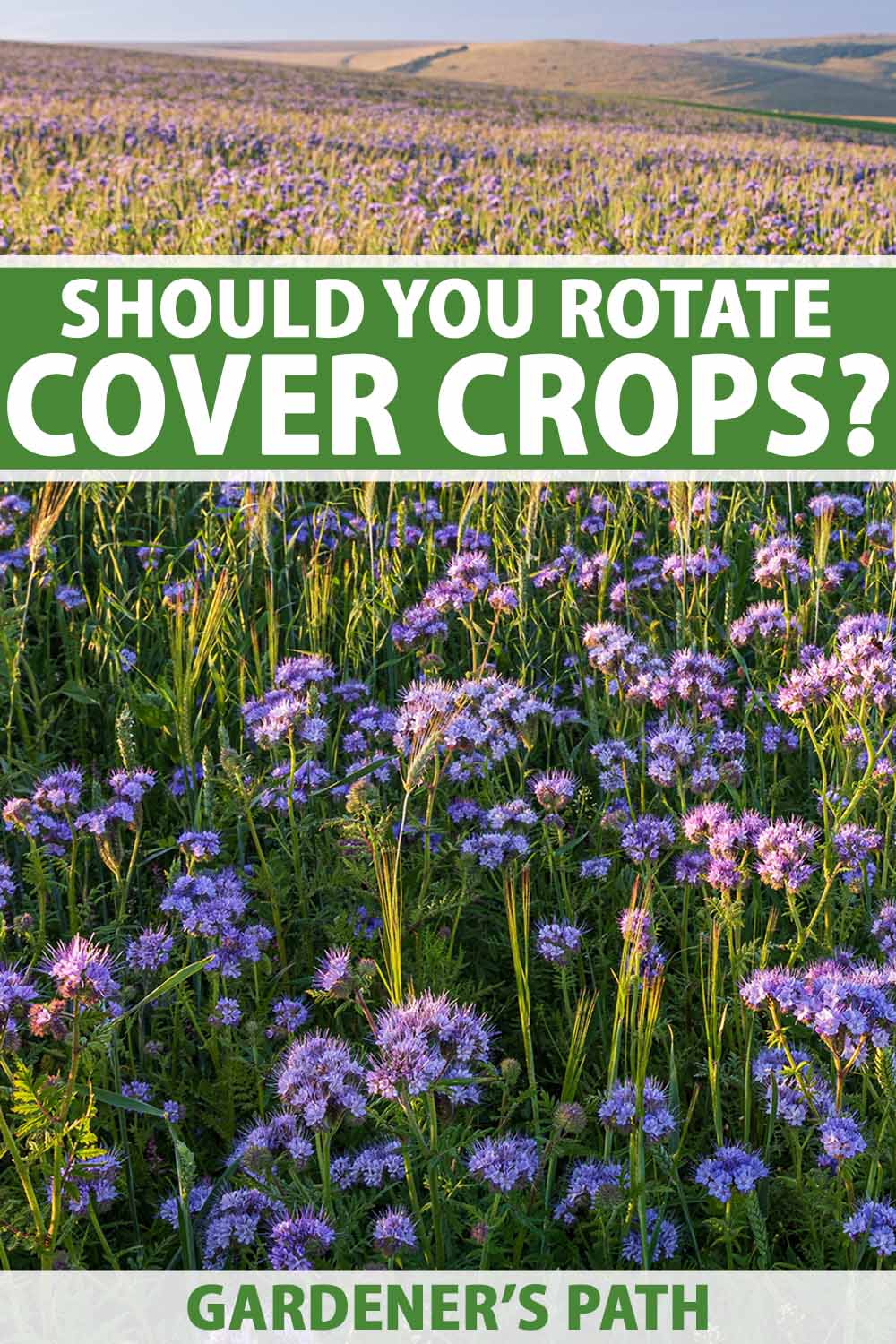 A vertical image of a large field planted with a cover crop in bloom with purple flowers, pictured in light evening sunshine. To the top and bottom of the frame is green and white printed text.