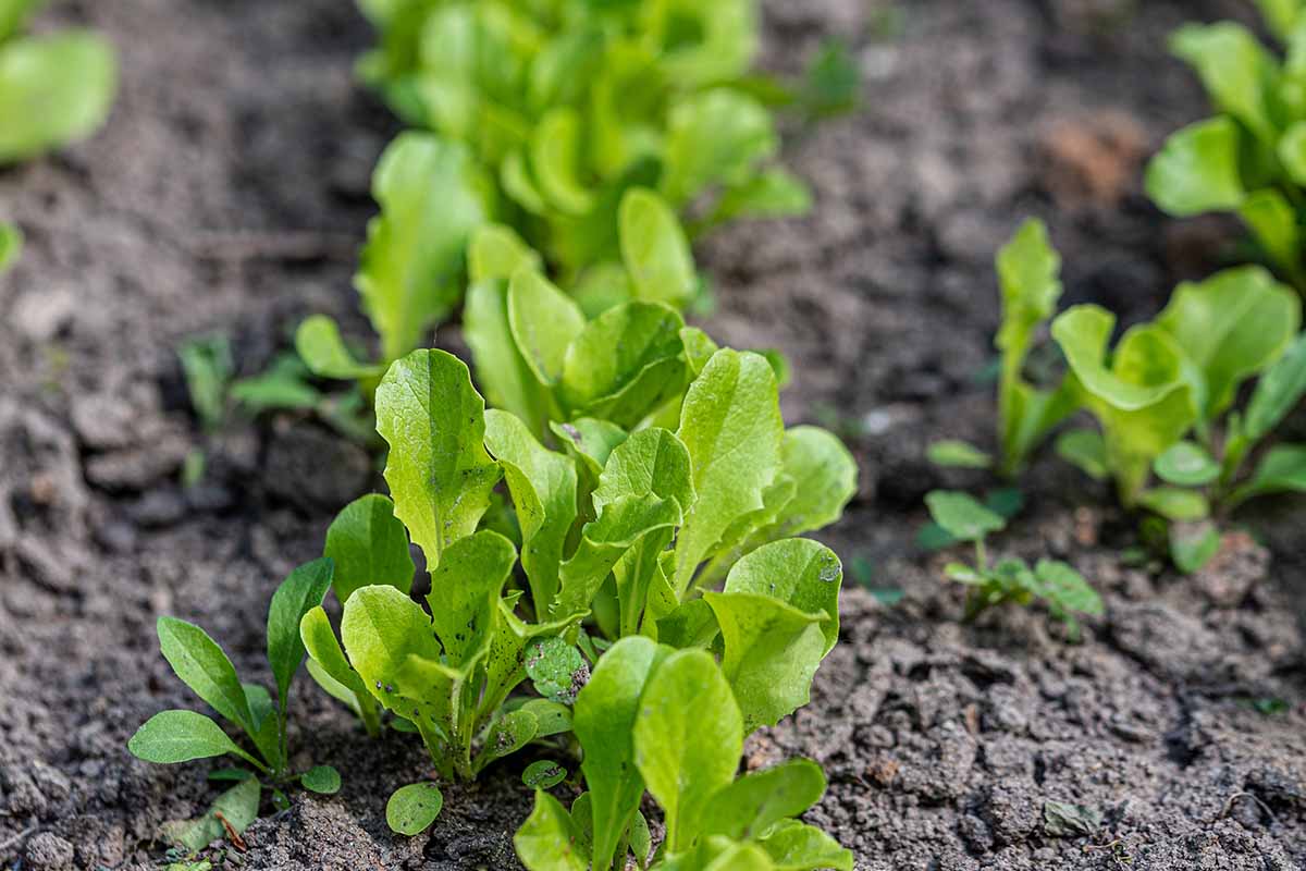A close up of young seedlings, the bright green leaves contrasting with the soft focus dark soil behind.