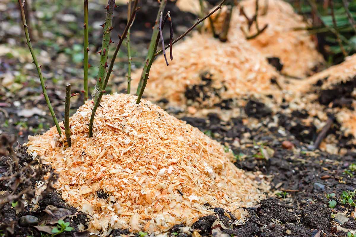 A close up horizontal image of rose bushes pruned and surrounded by a large mound of sawdust mulch to protect the roots from cold winter temperatures.