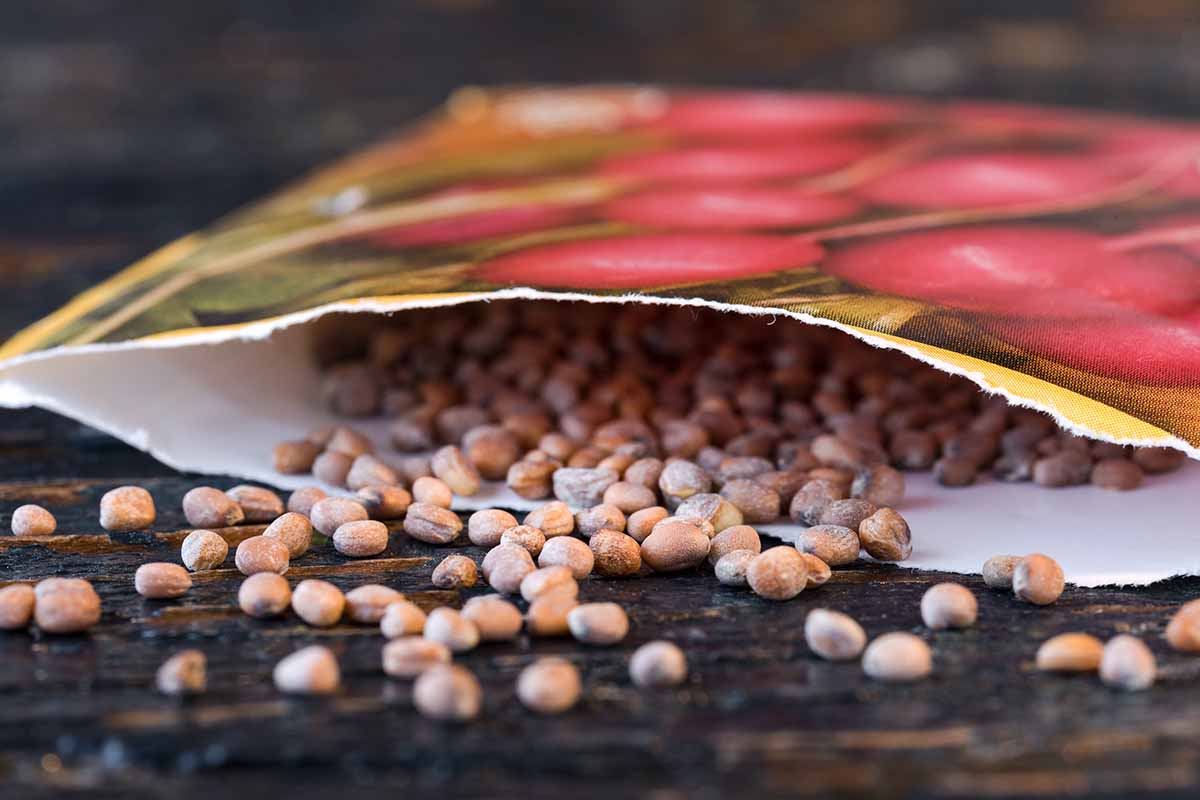 A close up of an open packet of seeds, with seeds spilling out on to a wooden surface.