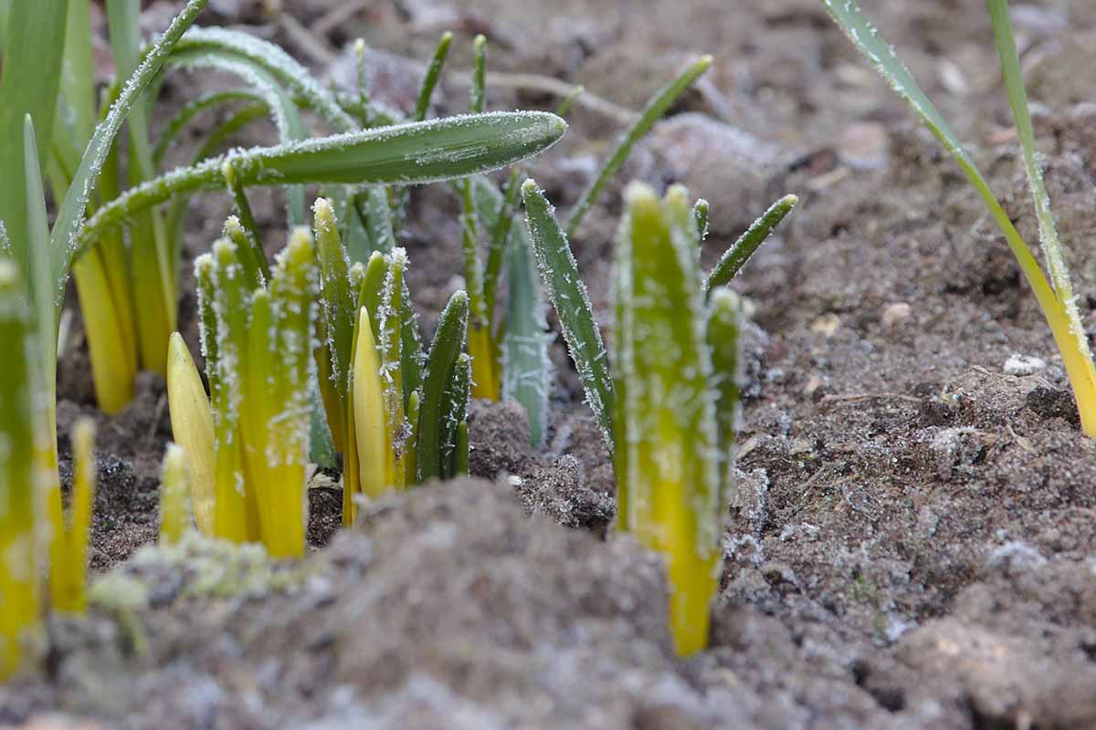 A close up of young shoots with a light covering of frost over them, and the soil around them.